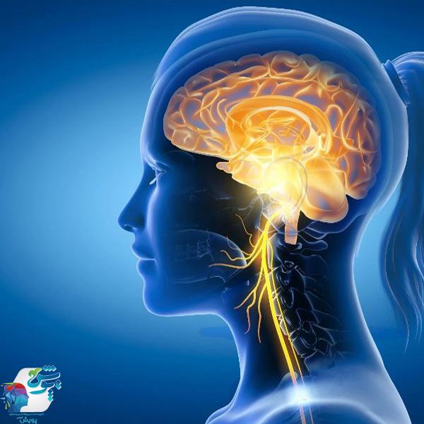 نقش عصب واگ در روابط انسانی