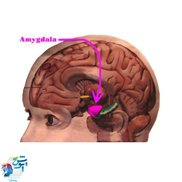 اضطراب مرتبط با آمیگدال